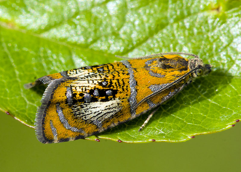 Olethreutes arcuella, Tortricidae